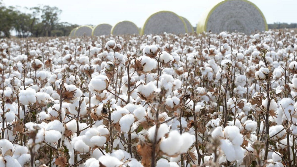 Pakistan Cotton Arrivals Dip 1.23% as Sindh Surpasses Punjab in Crop Receipts