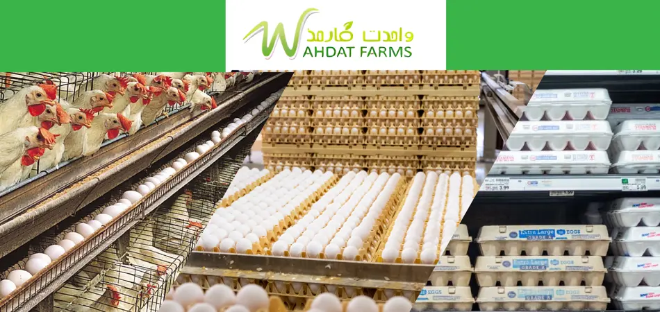 Wahdat Poultry Hatches Rs637 Million IPO Plan, Files Draft Prospectus with PSX