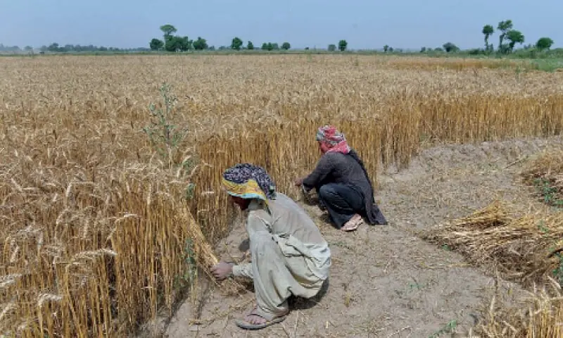 Pakistan Wheat Import Under Consideration Amid Shortage