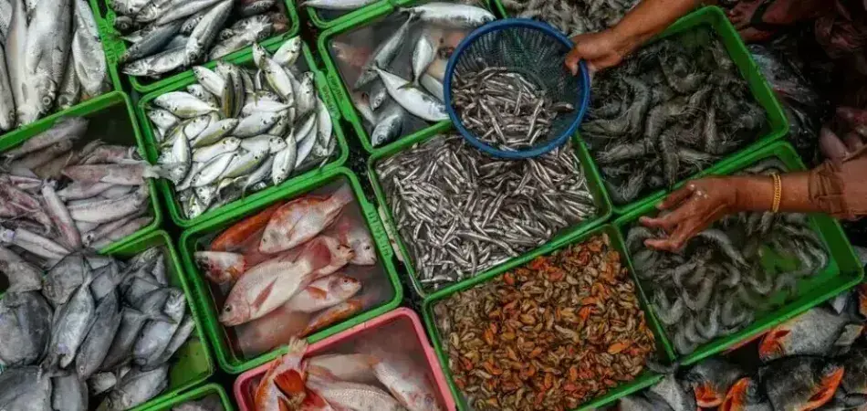 Pakistan's Fish and Seafood Exports Hit Record $568 Million in FY26