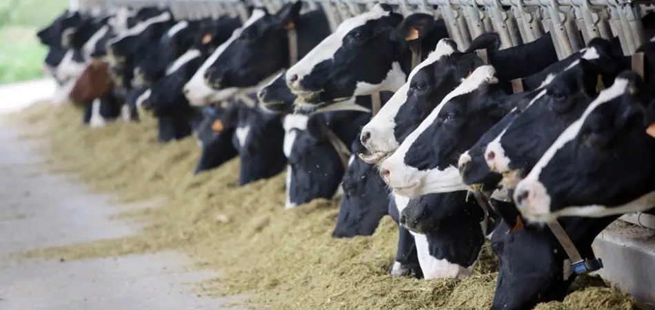 Pakistan's Livestock Herd Grows Strongly, Supporting Farmers and Food Supply