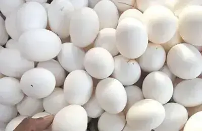 Wahdat Poultry Advances Expansion with New Egg Powder Plant and Storage Silos