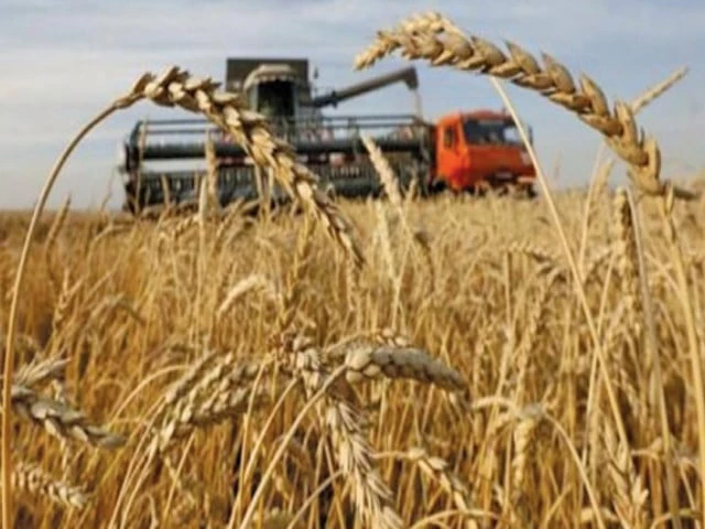 Farmers Raise Alarm Over Worsening Wheat Crisis Amid Policy Failures